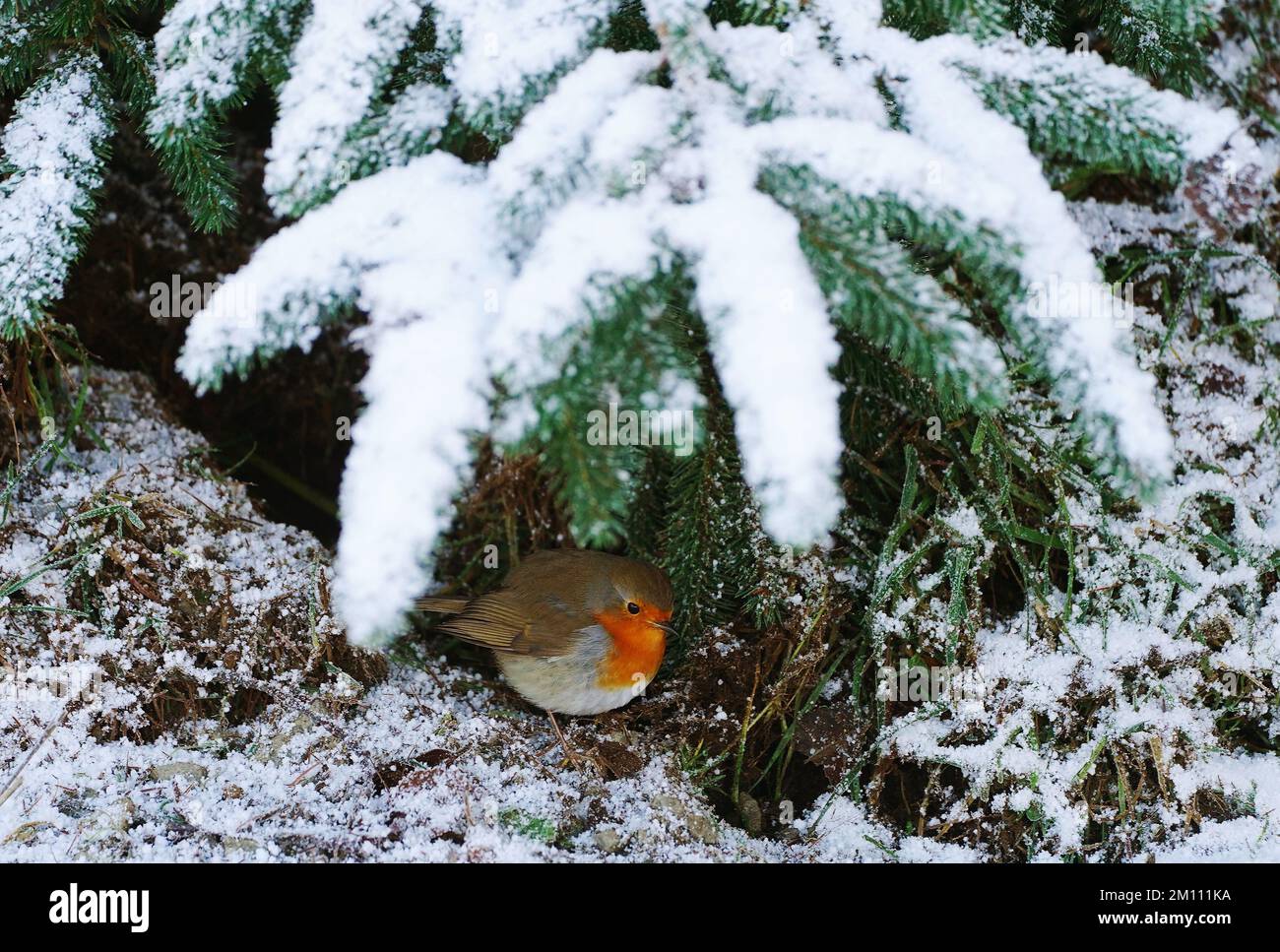 Ein Rotkehlchen inmitten von Schnee und Eis im Ticknock-Wald, Dublin. Teile Irlands wurden mit Schnee überdeckt, und die Wetterbeobachter warnten, dass die Frostbedingungen anhalten werden. Foto: Freitag, 9. Dezember 2022. Stockfoto
