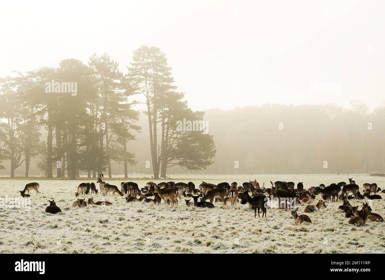 Damhirsche ruhen sich auf dem schneebedeckten Gras im Phoenix Park in Dublin aus. Teile Irlands wurden mit Schnee überdeckt, und die Wetterbeobachter warnten, dass die Frostbedingungen anhalten werden. Foto: Freitag, 9. Dezember 2022. Stockfoto