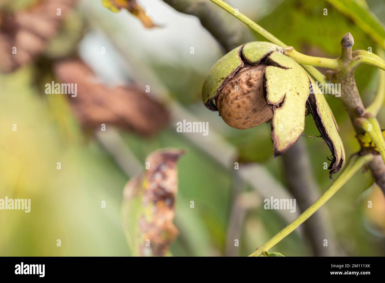 Reife Walnuss in einer Muschel auf einem Ast. Stockfoto
