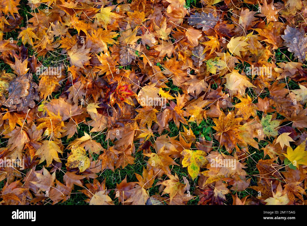 Herbstfarben, Kirk House, Chipping, Preston, Lancashire, UK Stockfoto