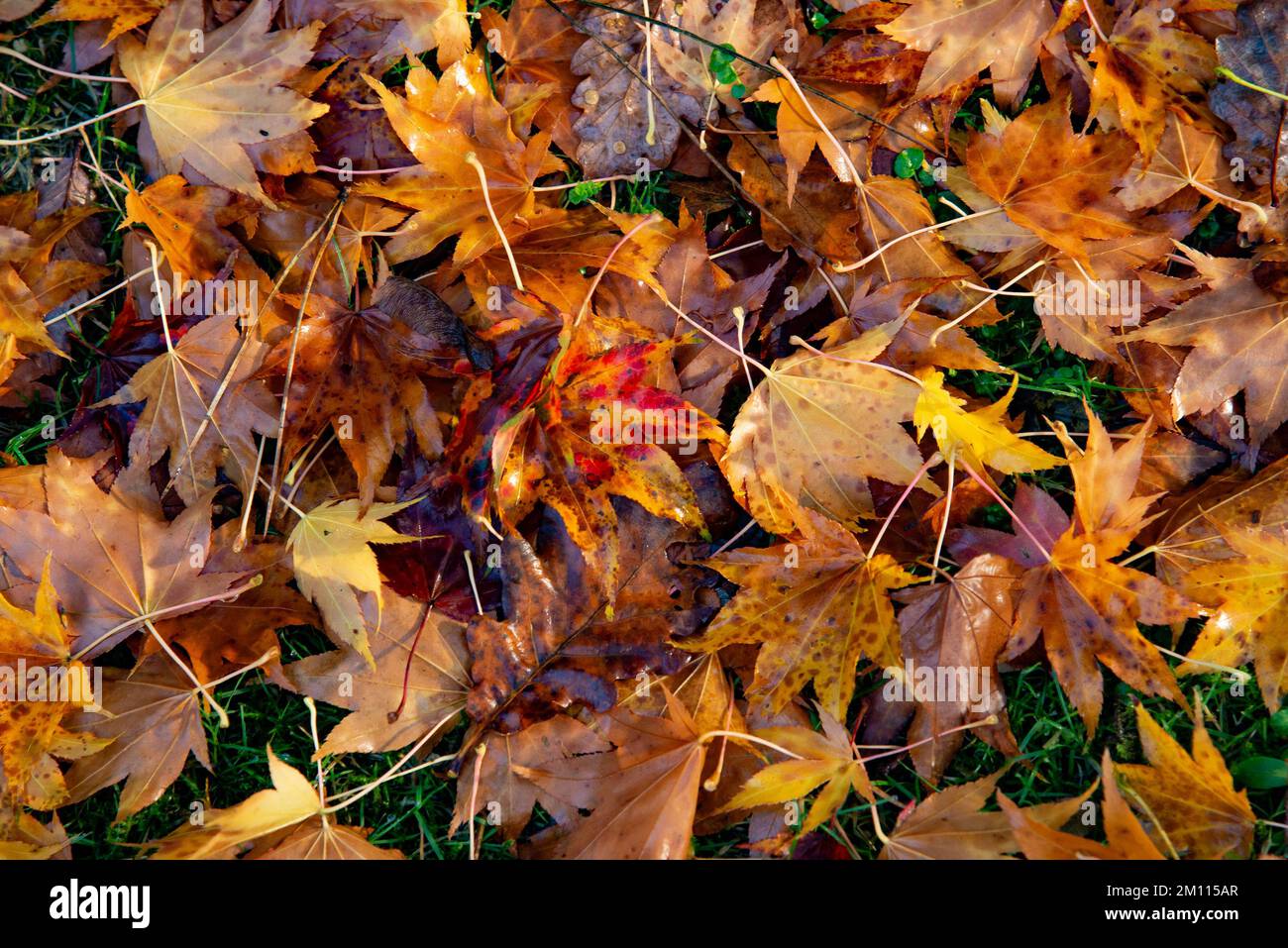 Herbstfarben, Kirk House, Chipping, Preston, Lancashire, UK Stockfoto