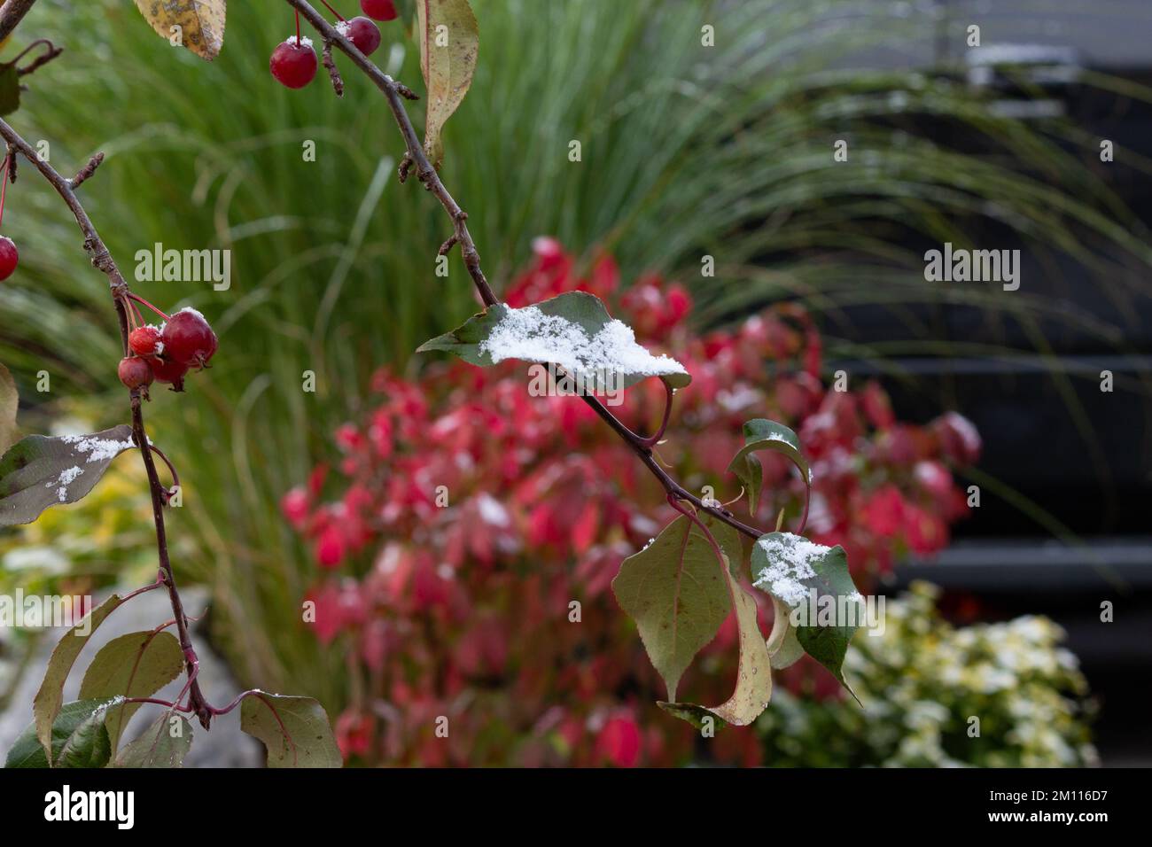Der erste Schnee der Saison staubt die Krabben und Blätter, mit immer noch blühenden Blumen im Hintergrund Stockfoto