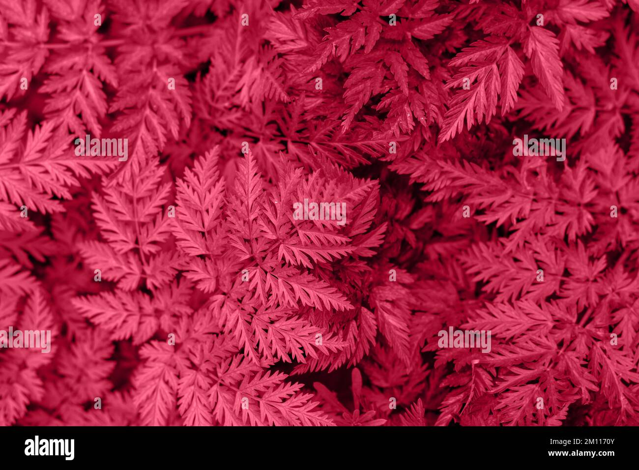 Viva Magenta: Trendige Farbe, 2023 Blatthintergrund. Wunderschöner natürlicher Laubhintergrund. Stockfoto