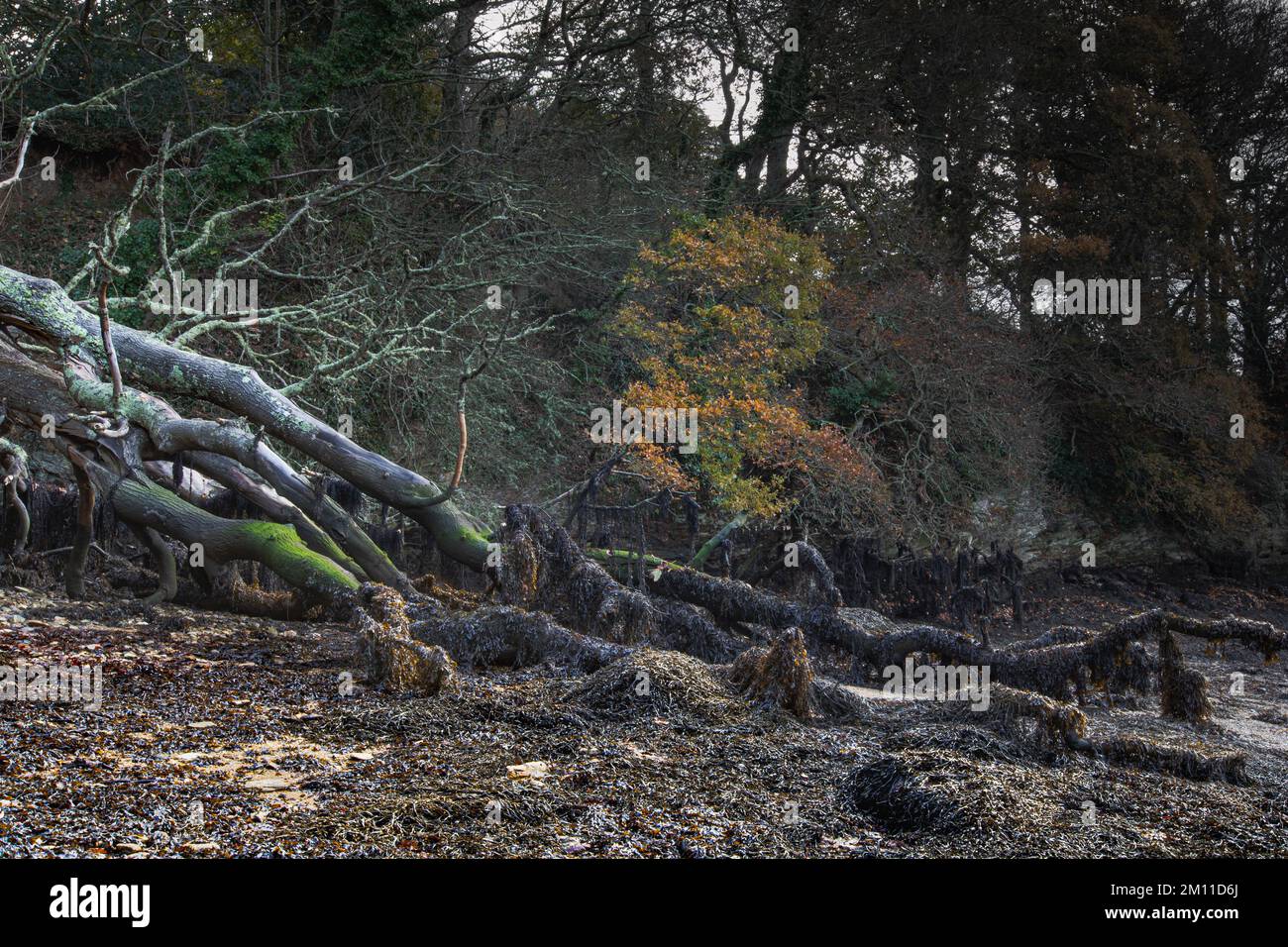 Gefallener Baum am Cornish Beach, bedeckt mit Seegras Stockfoto