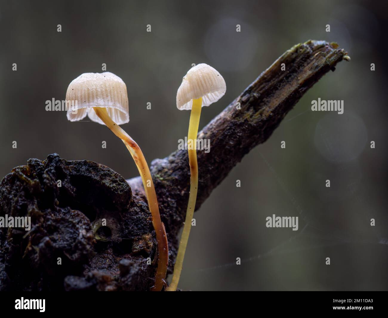 Winzige Pilze, Pilze auf Zweig, Naturmakro. Stockfoto