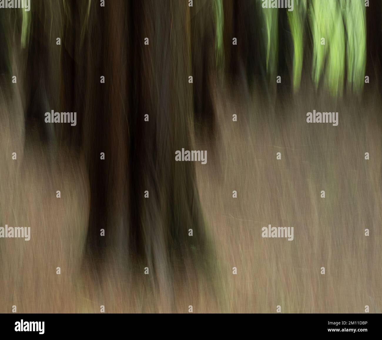 Abstrakter Winterwald, Waldszene mit Bewegungsunschärfe. Impressionistischer abstrakter Hintergrund. Stockfoto