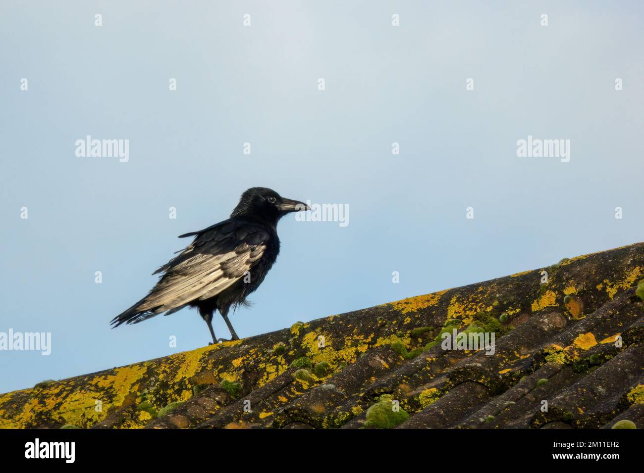 Leuzistischer Carrion Crow alias Corvus Corone, schwarzer Vogel mit weißem Flügel auf dem Dach. Stockfoto