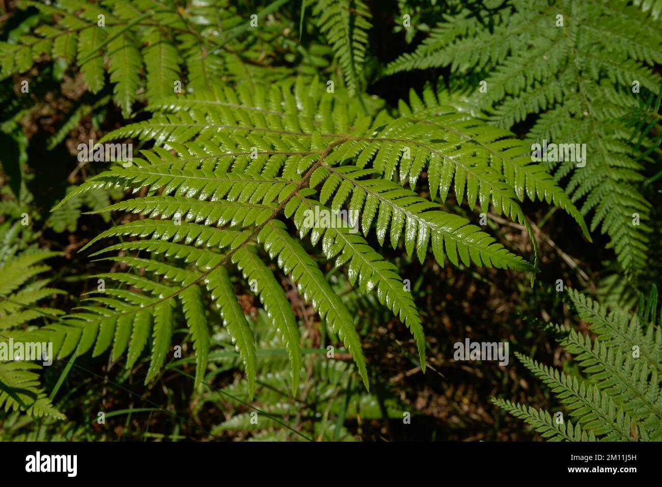 Nahaufnahme, glänzende grüne Farnfront im Wald Neuseelands Stockfoto