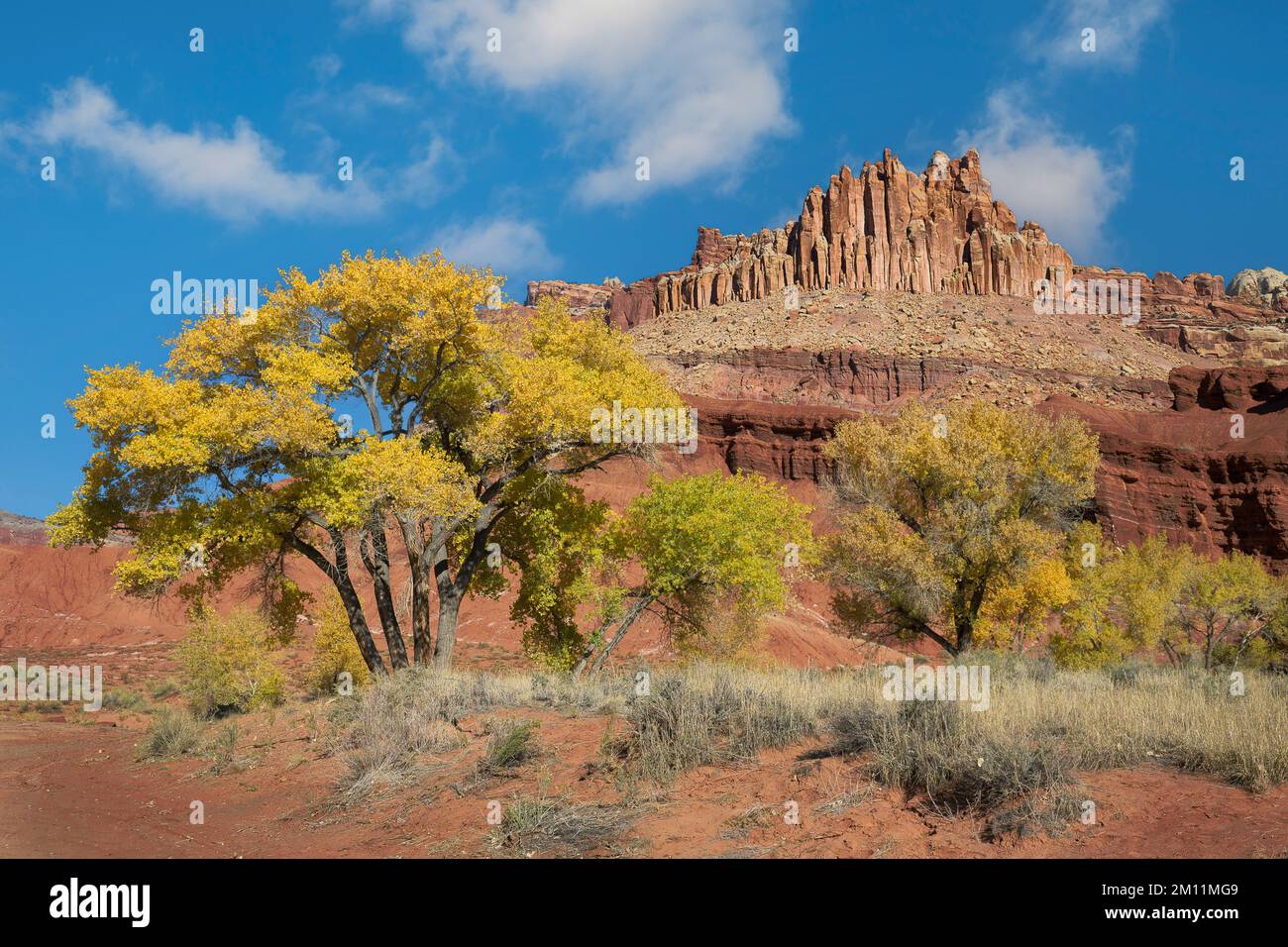 Farbenfrohe Cottonwood-Bäume unter der Felsformation Castle im Capitol Reef National Park bei Torrey, Utah Stockfoto