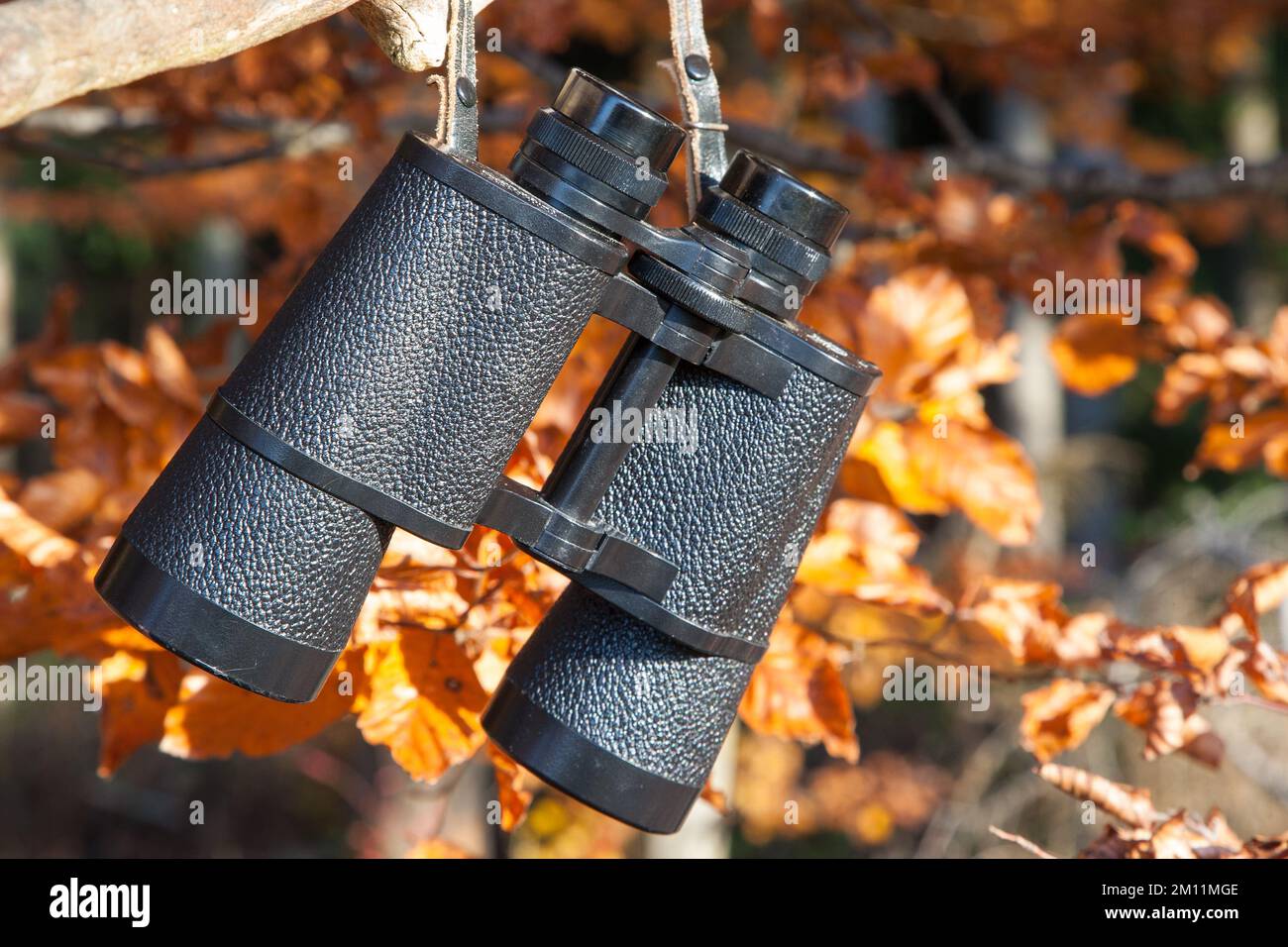Ein Binokular hängt an einem Ast mit bunten Herbstblättern im Hintergrund. Ferngläser sind unverzichtbar für den erfolgreichen Jäger. Stockfoto