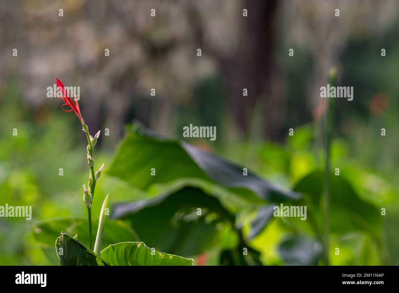 Eine Nahaufnahme von Canna indica in Blüte, die ein Feld anbaut Stockfoto