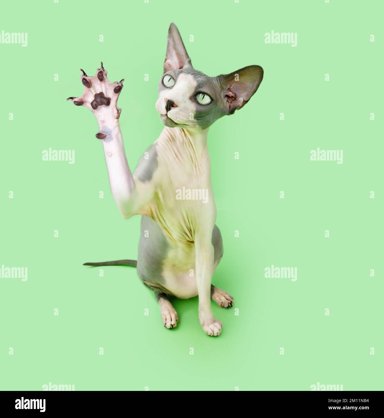Porträt der sphynx-Katze, die sitzt und spielt. Isoliert auf grünem Hintergrund Stockfoto
