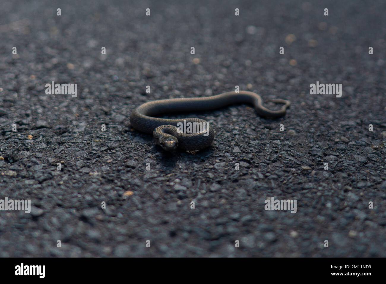Giftige Schlange, Baby-Adder im Herbst auf einem Radweg im Wald Stockfoto