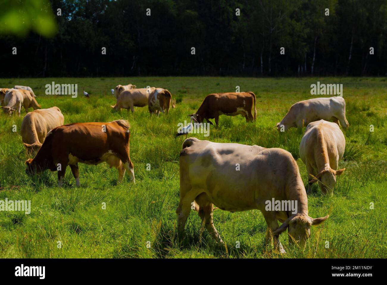 Kühe und Störche im Sommer auf einer Weide Stockfoto