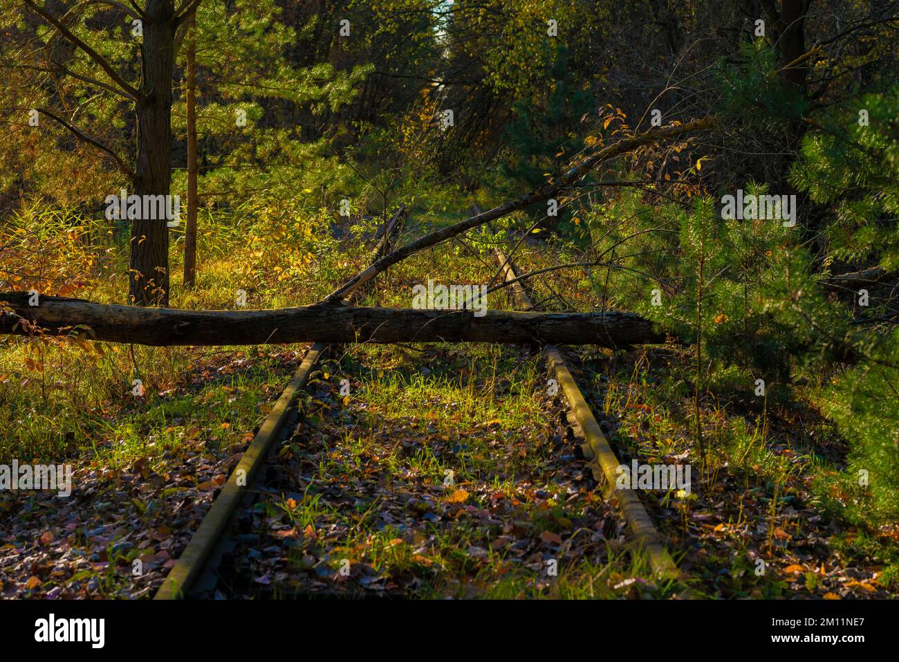 Alte, unbenutzte Bahngleise im Wald, umgestürzte Bäume liegen auf den Gleisen Stockfoto
