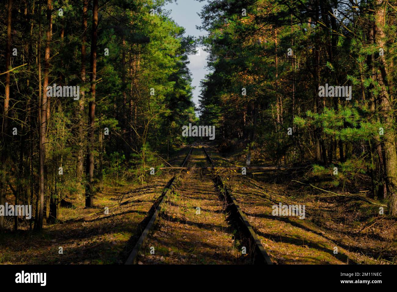 Alte, unbenutzte Bahngleise im Wald, hell und schattig Stockfoto