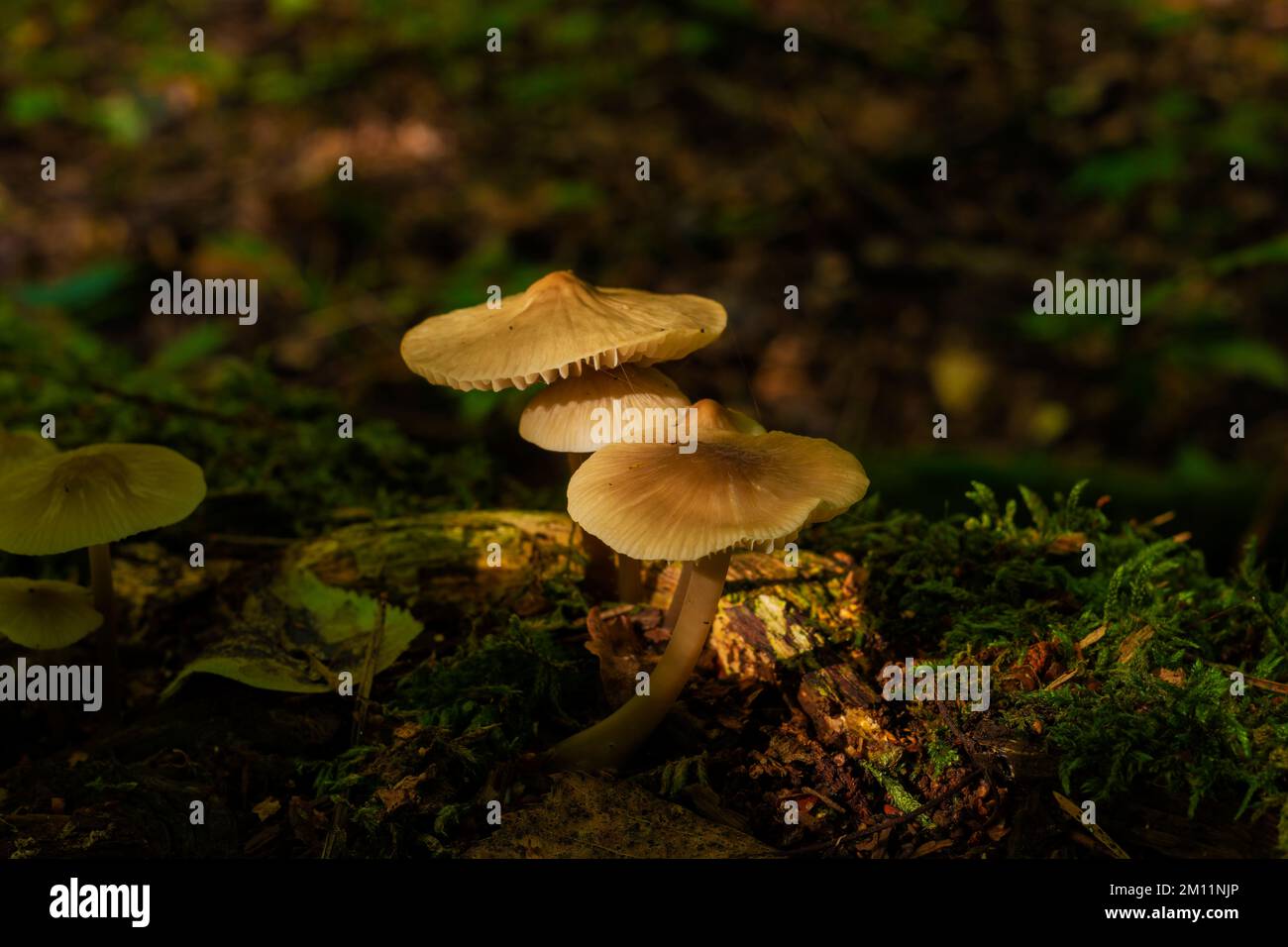 Kleine nicht essbare Pilze, die im Herbst von der Sonne im Wald erleuchtet werden Stockfoto