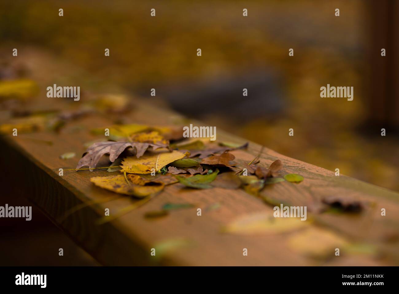 Herbstblätter liegen auf einer Holzbank, sehr geringe Schärfentiefe, selektive Schärfe, verschwommenes Bokeh Stockfoto