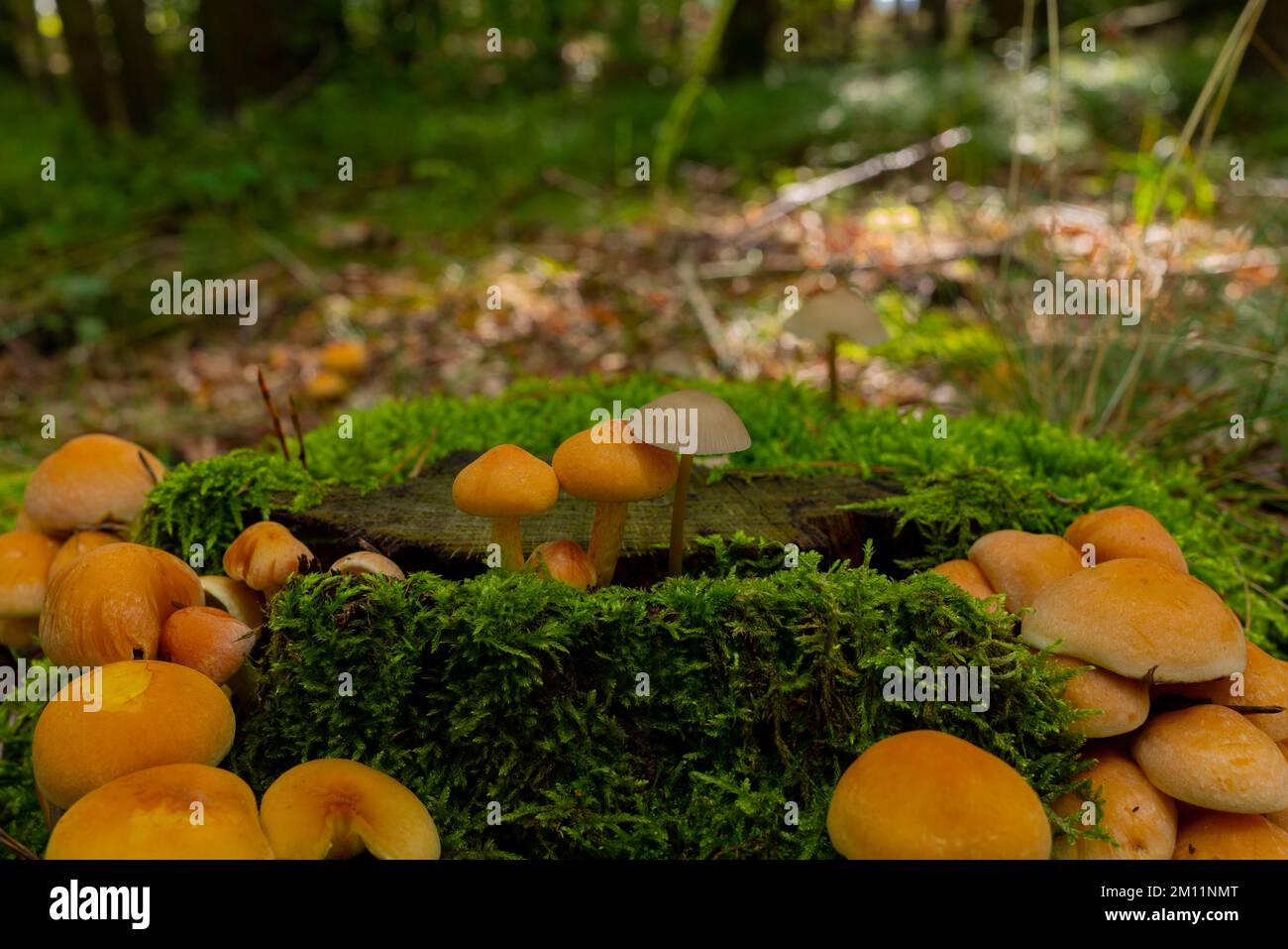 Viele grünblättrige Schwefelkappenpilze auf einem moosbedeckten Baumstumpf im Wald, Krötenhocker Stockfoto