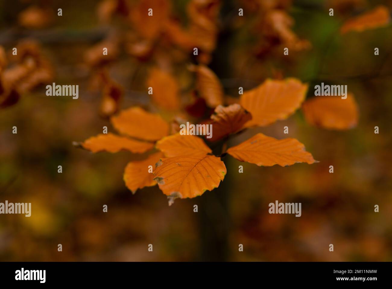 Orangefarbene Blätter im Herbst auf einem Buchenbaum, sehr geringe Feldtiefe, selektive Schärfe, verschwommenes Bokeh Stockfoto