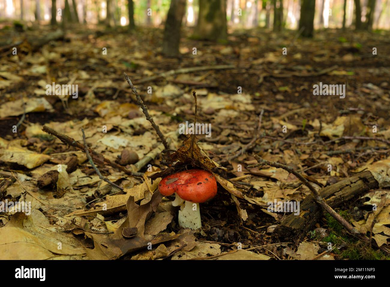 Giftpilze, kleiner rot-weißer Giftpilz im Herbst im Wald Stockfoto