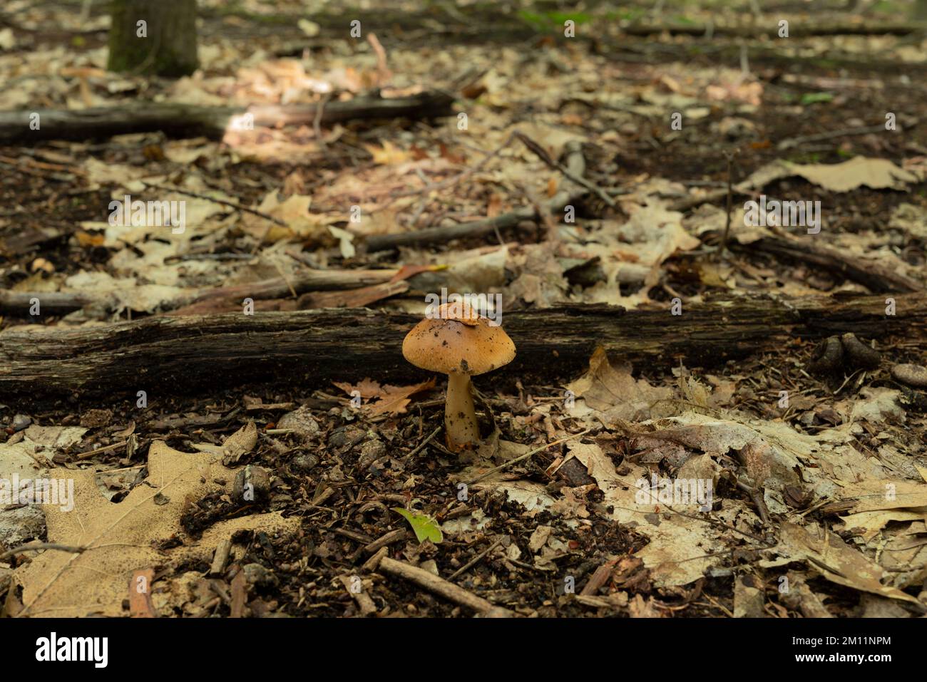 Giftiger Pilz, kleiner brauner giftiger Pilz in einem Eichenwald Stockfoto