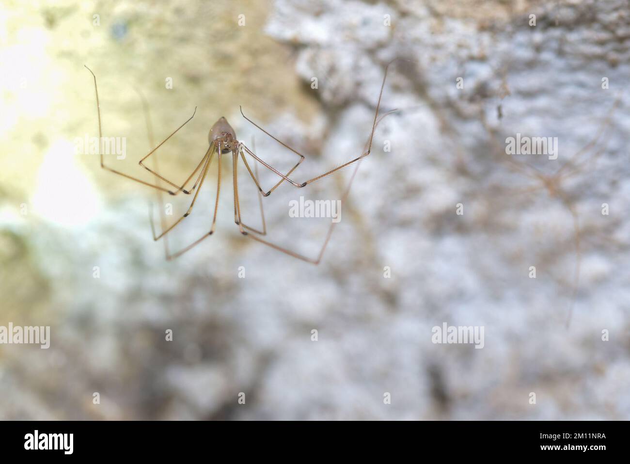 Langbeinige Kellerspinne (Pholcus phalangioides) im Untergeschoss eines Wohngebäudes in Deutschland Stockfoto