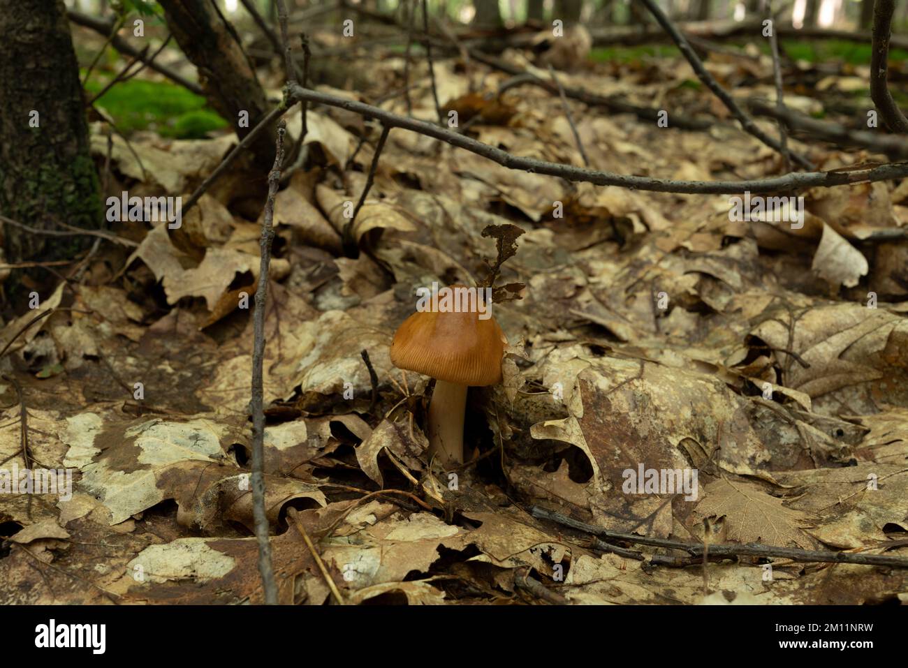 Giftiger Pilz, kleiner brauner giftiger Pilz in einem Eichenwald Stockfoto