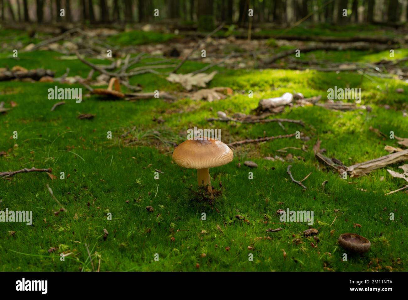 Giftiger Pilz, kleiner brauner giftiger Pilz im Wald, auf Moos gewachsen Stockfoto