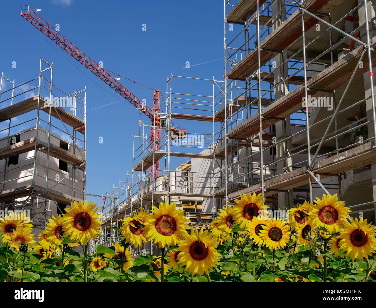 Nachhaltiges Bauen. Muschel mit Gerüsten und Kran und Sonnenblumen im Vordergrund. Stockfoto
