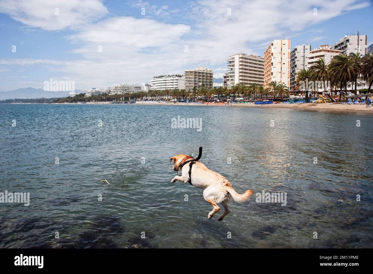 Labrador Retriever springt an der andalusischen Küste ins Meer Stockfoto