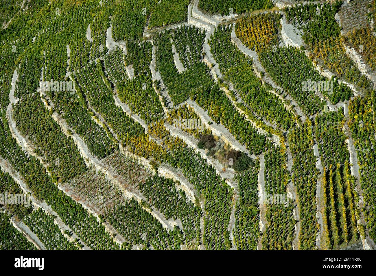 Kleine Weinbauparzellen auf dem höchsten Weingut der Schweiz, Bächij, dem Dorf Visperterminen, Wallis, Schweiz Stockfoto