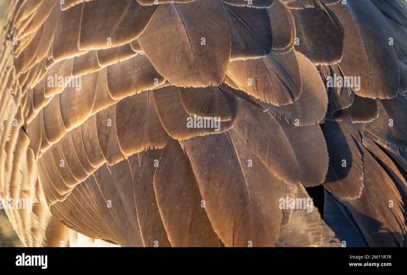 Details der Feathers von Canada Goose, Belmar Park, Lakewood, Denver, Colorado, USA Stockfoto