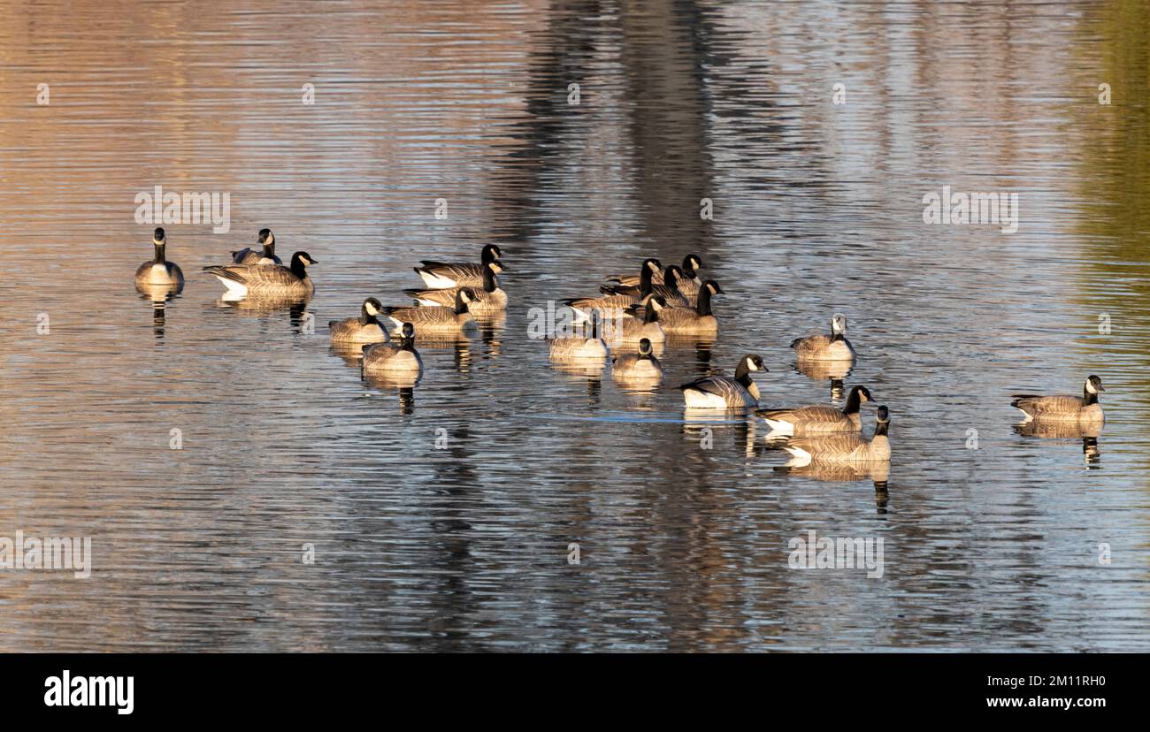 Details von Canada Goose, Belmar Park, Lakewood, Denver, Colorado, USA Stockfoto