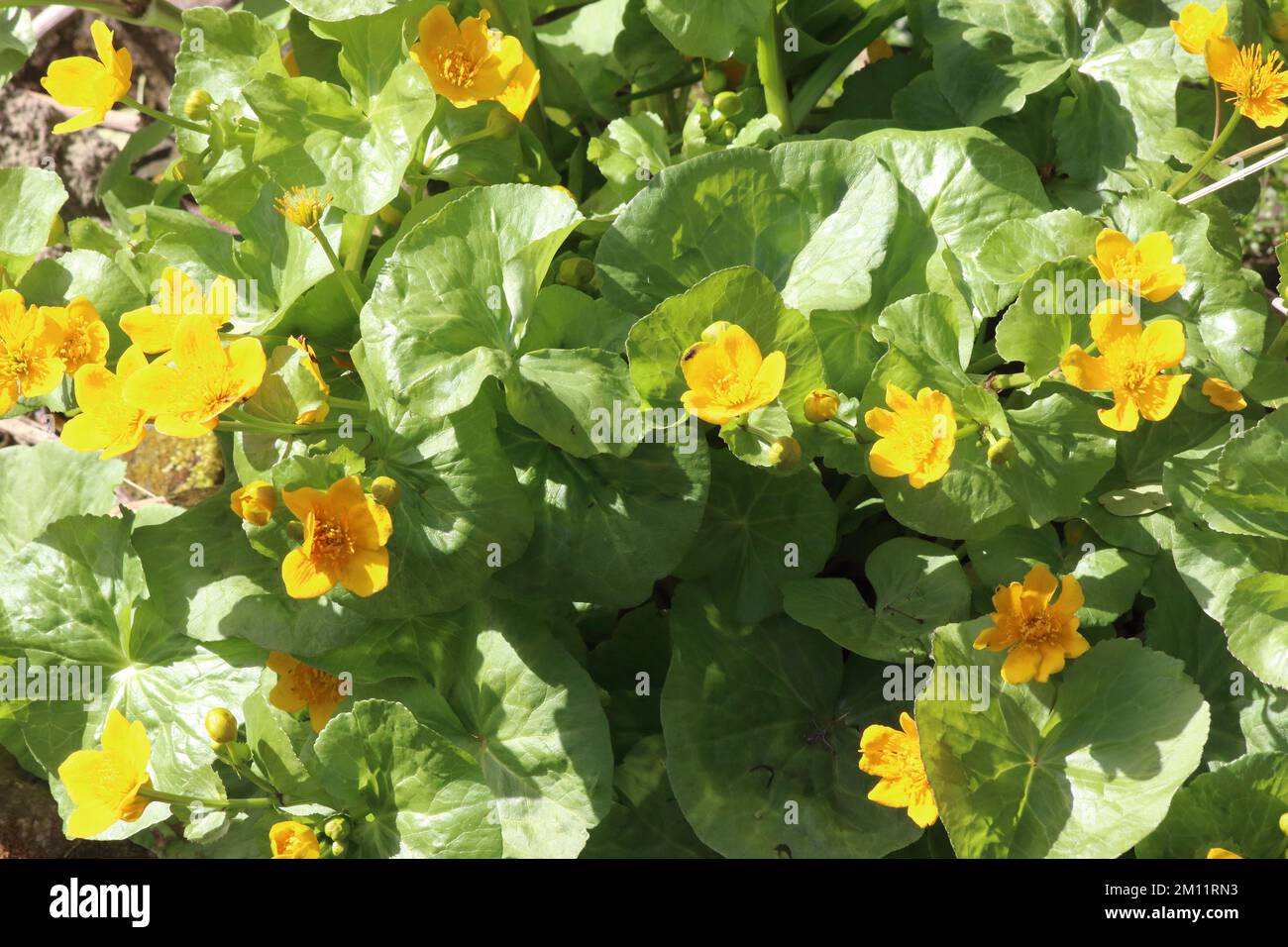Sumpfmarigold neben einem Teich Caltha palustris Stockfoto