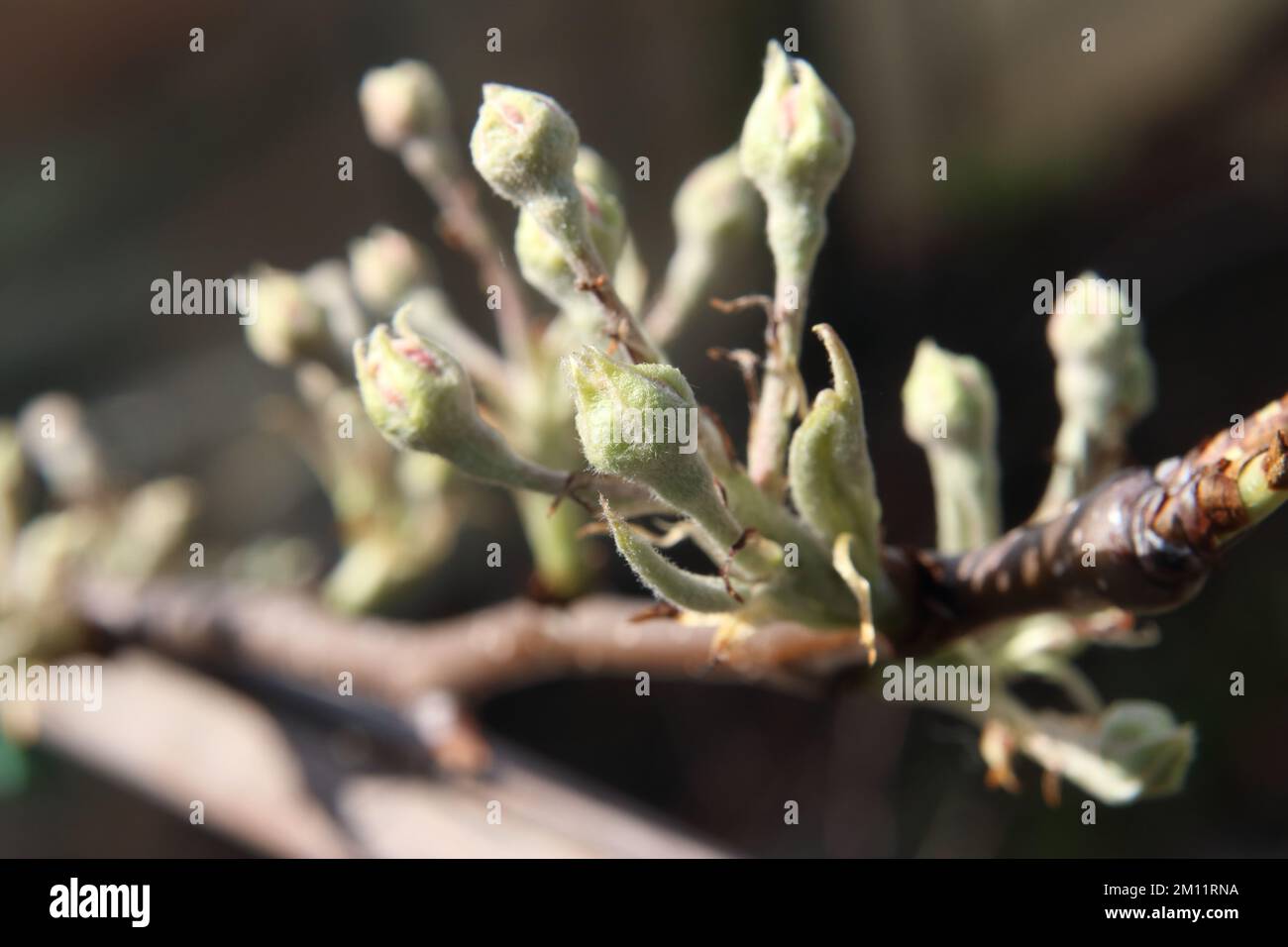 Die Blüte des Krabbenapfels „Roter Wächter“ Malus Sylvestris Stockfoto