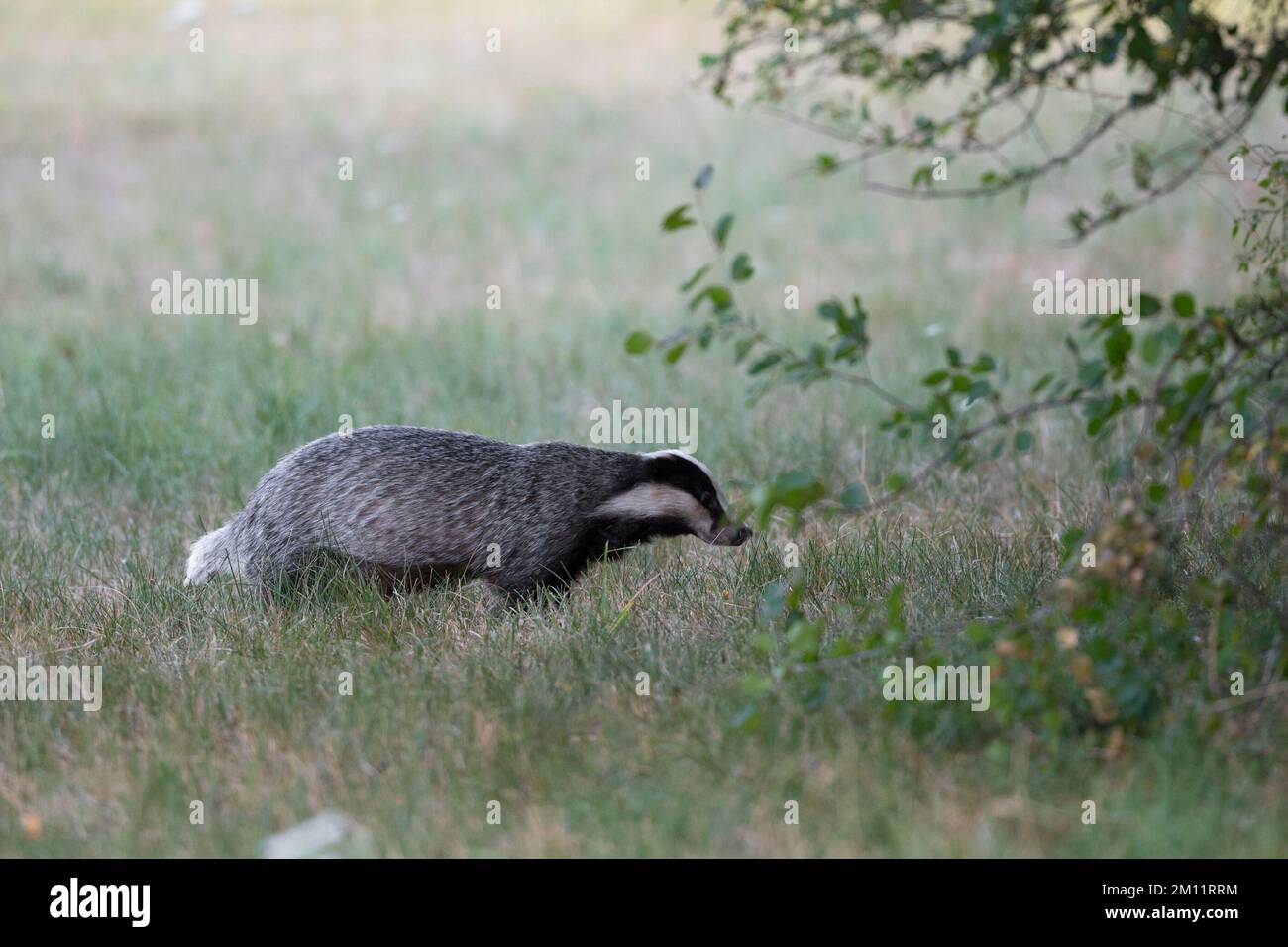 Dachs (Meles meles) auf einer Wiese, Sommer, Hessen, Deutschland, Europa Stockfoto