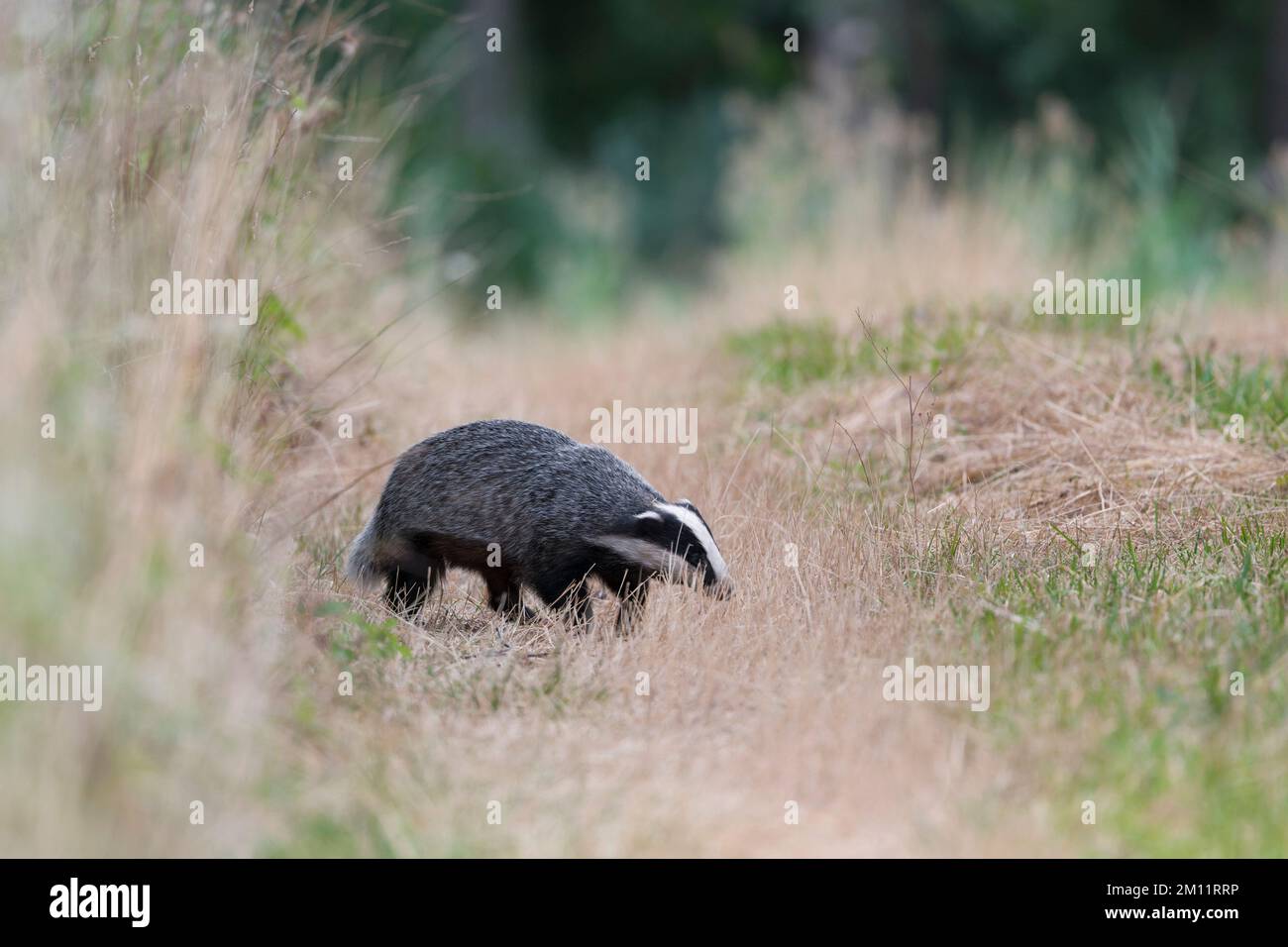 Dachs (Meles meles) auf einem Feldweg, Sommer, Hessen, Deutschland, Europa Stockfoto