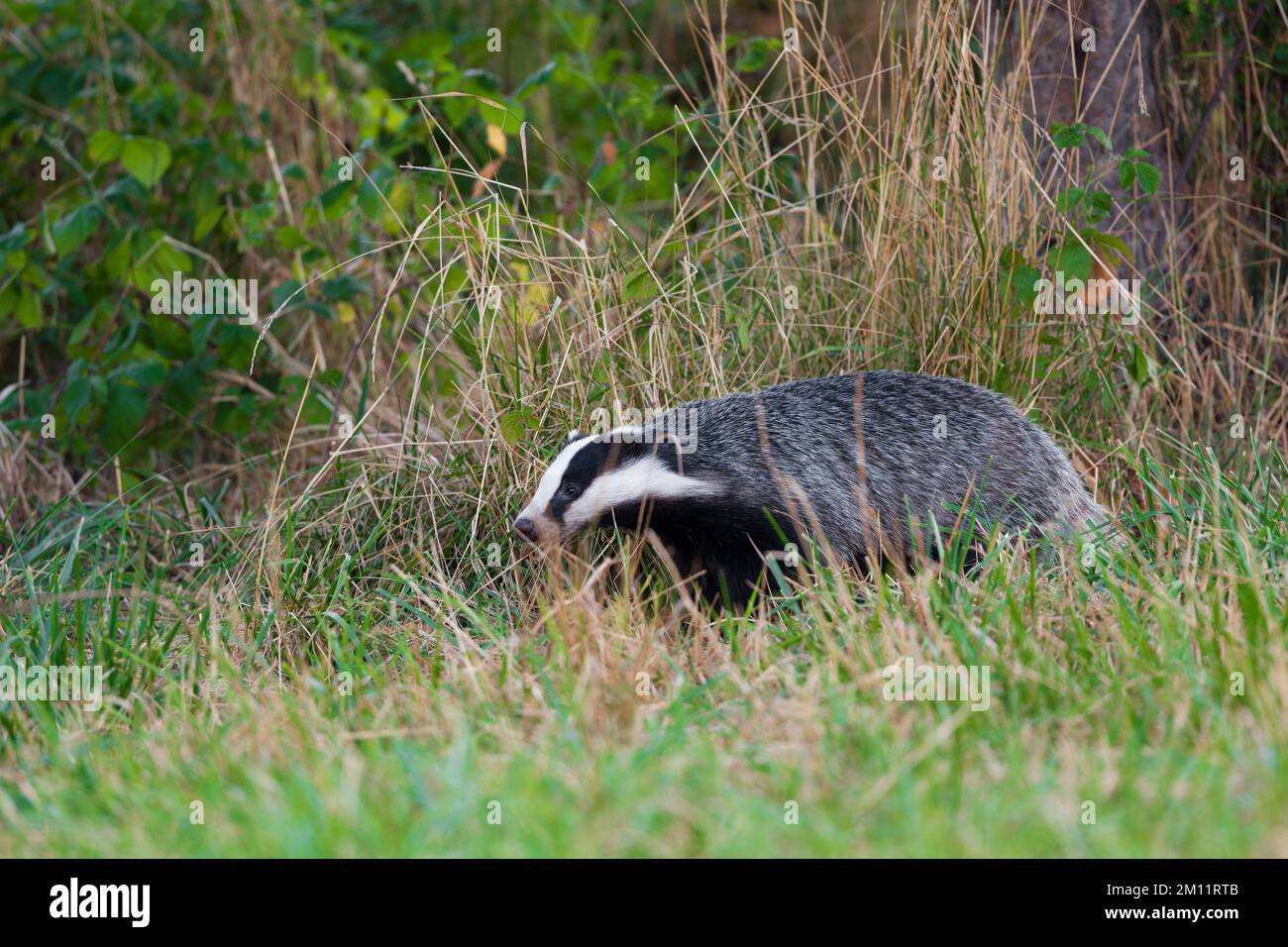 Dachs (Meles meles) auf einer Wiese, Sommer, Hessen, Deutschland, Europa Stockfoto