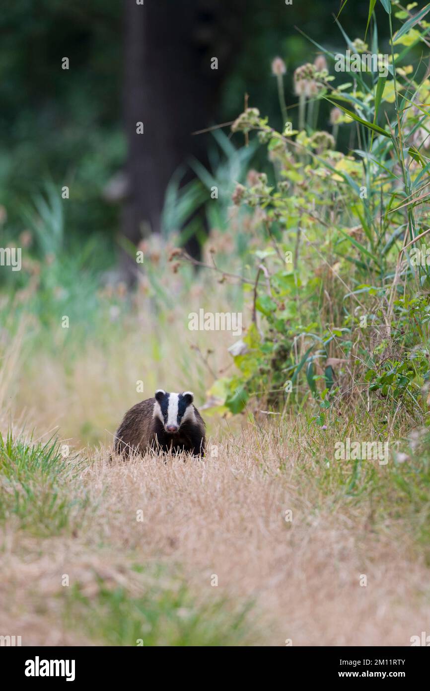 Dachs (Meles meles) auf einem Weg, Sommer, Hessen, Deutschland, Europa Stockfoto