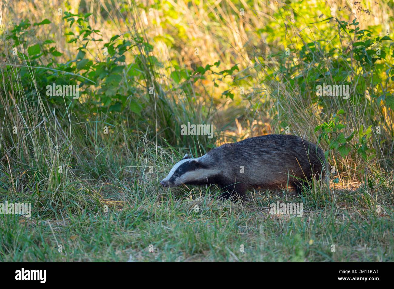 Dachs (Meles meles) auf einer Wiese, Sommer, Hessen, Deutschland, Europa Stockfoto