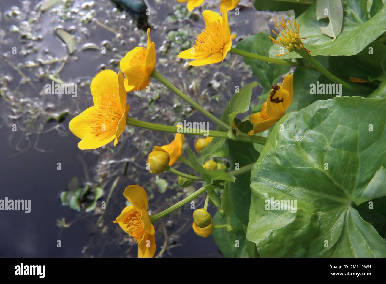Sumpfmarigold neben einem Teich Caltha palustris Stockfoto