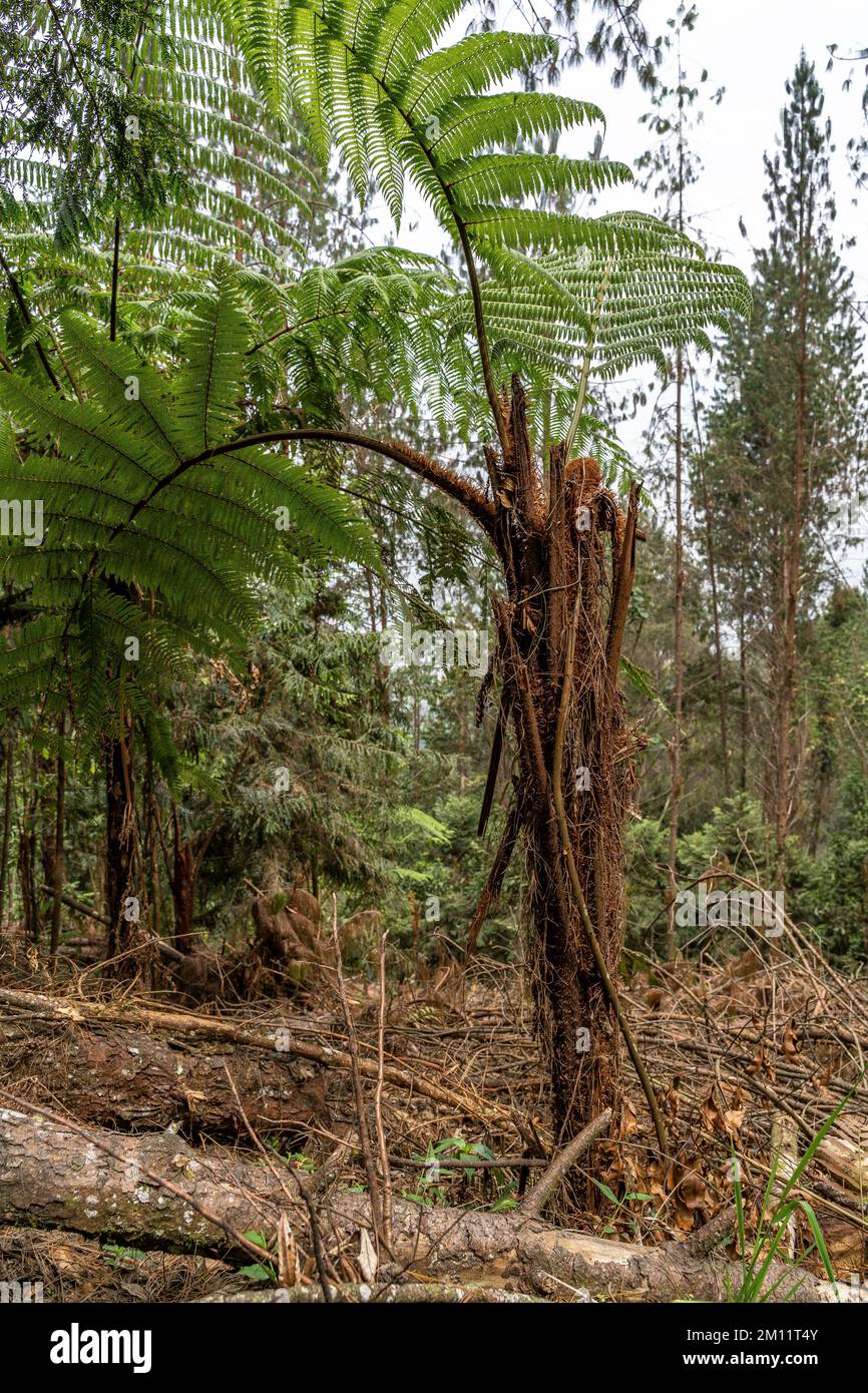 Südamerika, Kolumbien, Departamento de Antioquia, Medellín, Envigado, Dichte Vegetation im Bergwald bei Envigado. Stockfoto