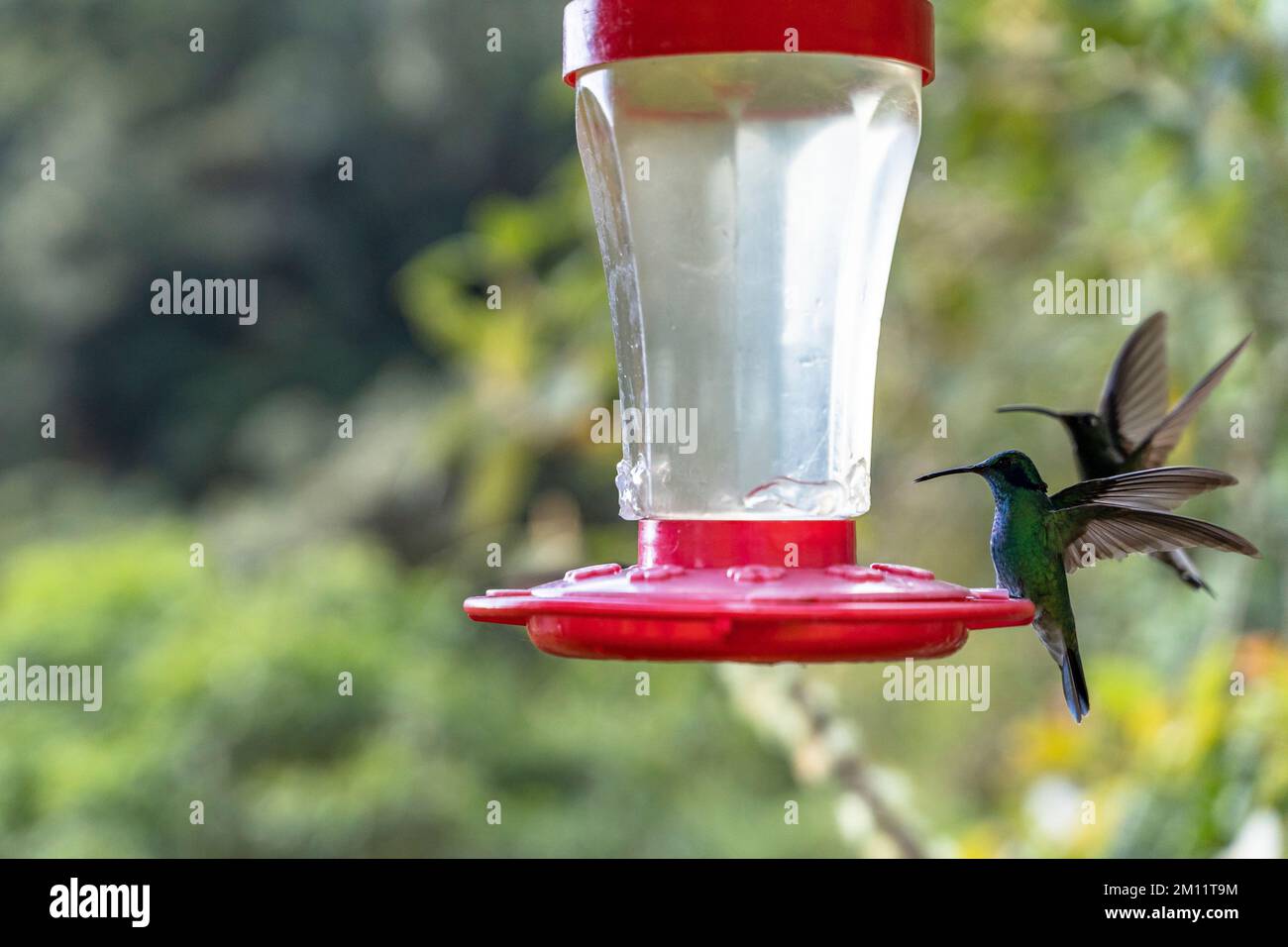 Südamerika, Kolumbien, Departement Antioquia, kolumbianische Anden, Urrao, Kolibris am ramo del Sol Stockfoto