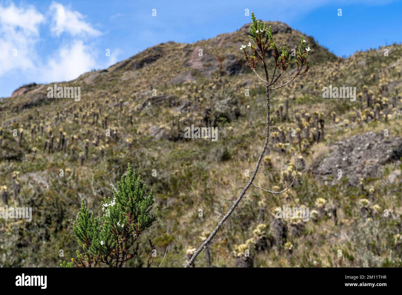 Südamerika, Kolumbien, Departamento Antioquia, Kolumbianische Anden, Urrao, Vegetation am ramo del Sol Stockfoto