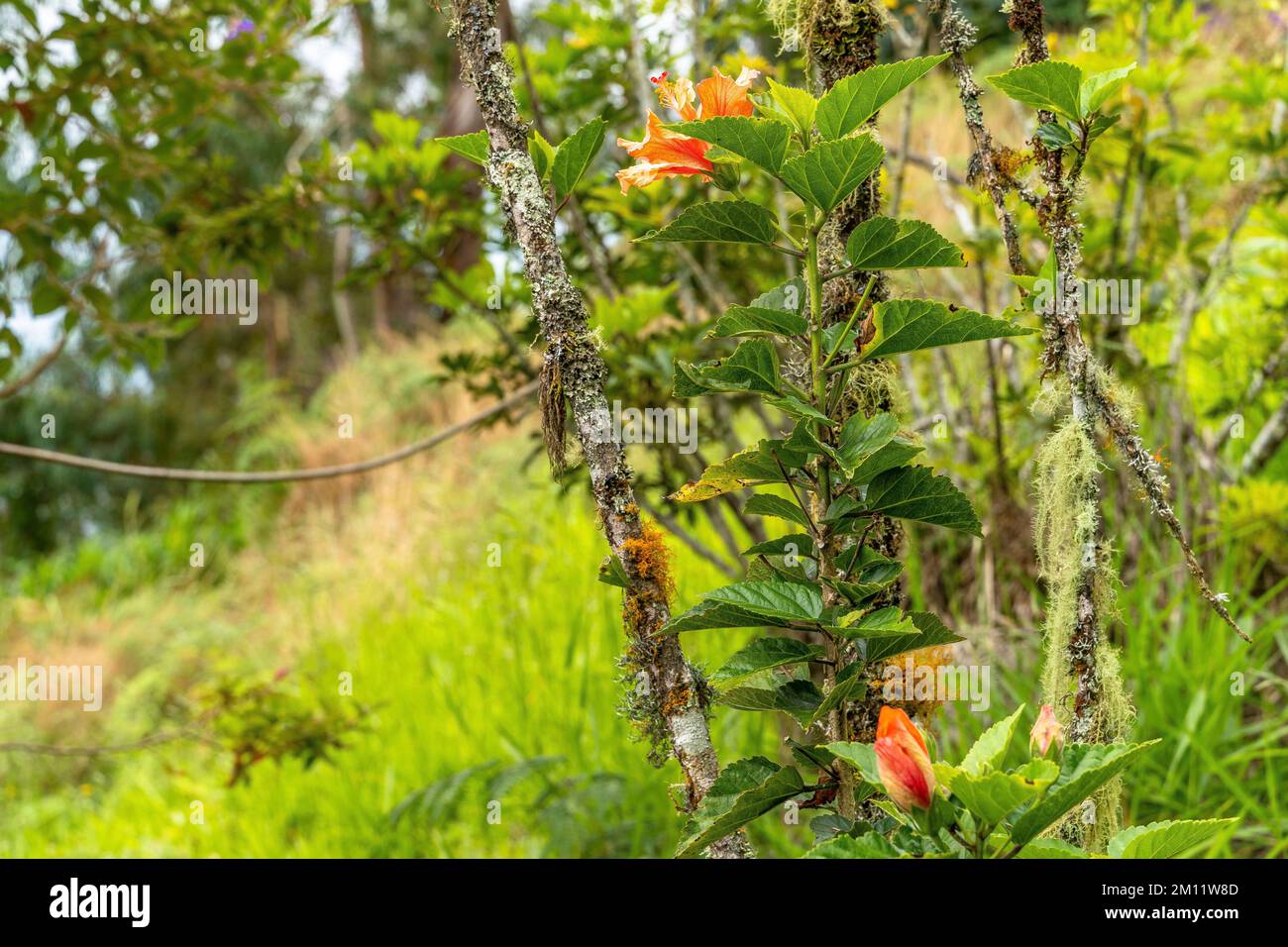 Südamerika, Kolumbien, Departamento de Antioquia, kolumbianische Anden, Jericó, Einheimische Flora im Naturpark Las Nubes bei Jericó Stockfoto