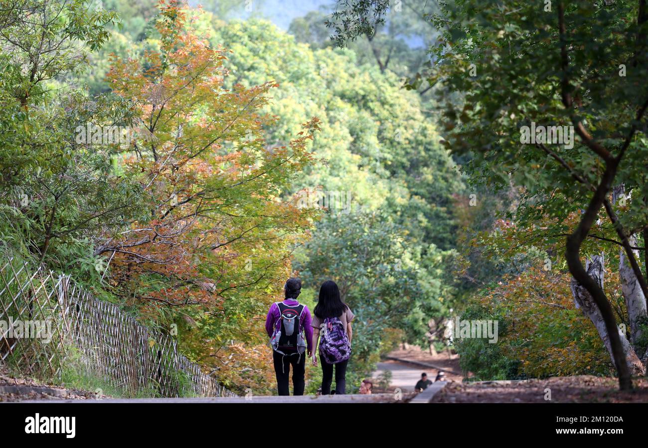 Besucher besuchen Tai Tong Sweet Gum Woods im Süden von Yuen Long und im Norden des Tai Lam Chung Reservoir. Die süßen Gummibäume wechseln jedes Jahr von Dezember bis Januar in Herbstfarben.HH 07DEC22 SCMP/Yik Yeung-man Stockfoto