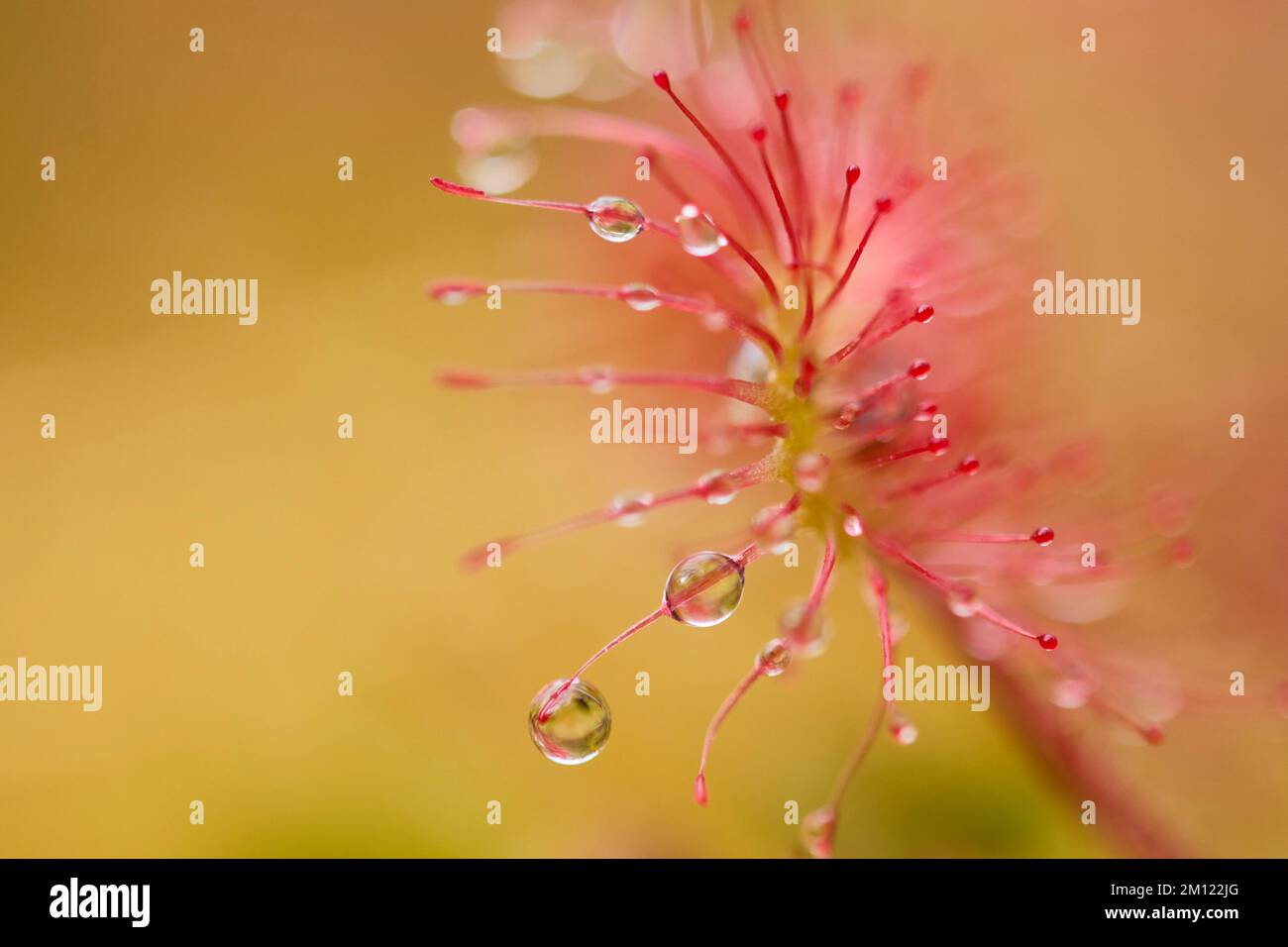 Sonnentau, Rundblättriger Sonnentau, Drosera rotundifolia Stockfoto