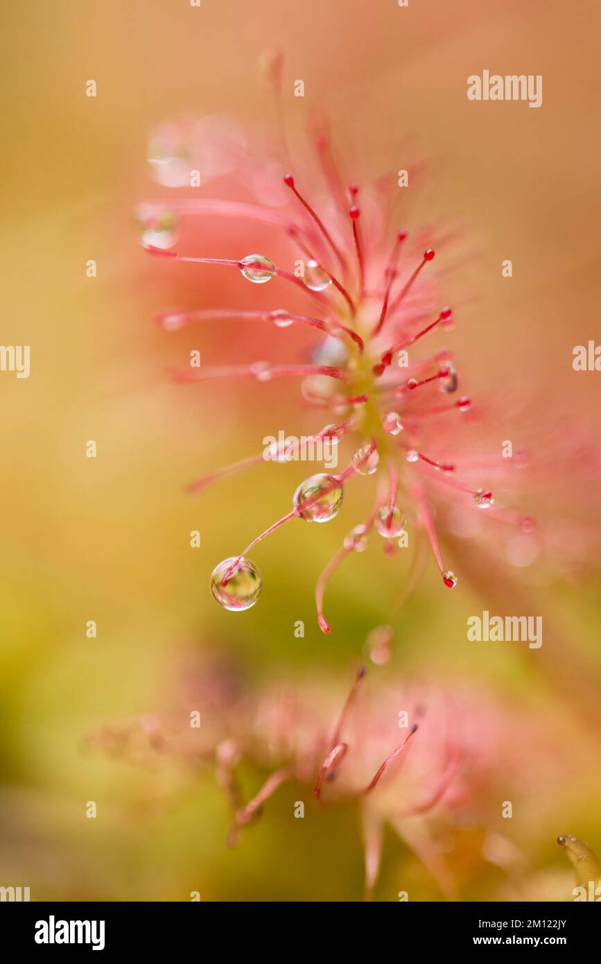 Sonnentau, Rundblättriger Sonnentau, Drosera rotundifolia Stockfoto