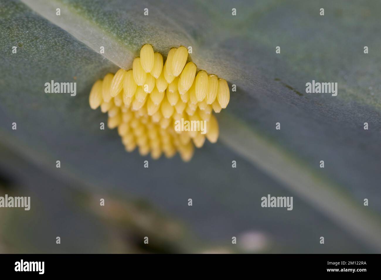 Kohlweißer Schmetterling, Eier, Kupplung Stockfoto